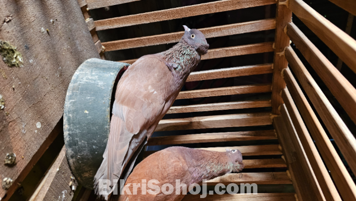 খাঁচা সহ একজোড়া কবুতর